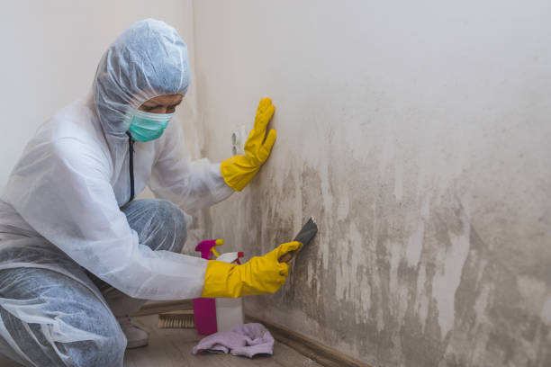 Mold Remediation for Rental Properties